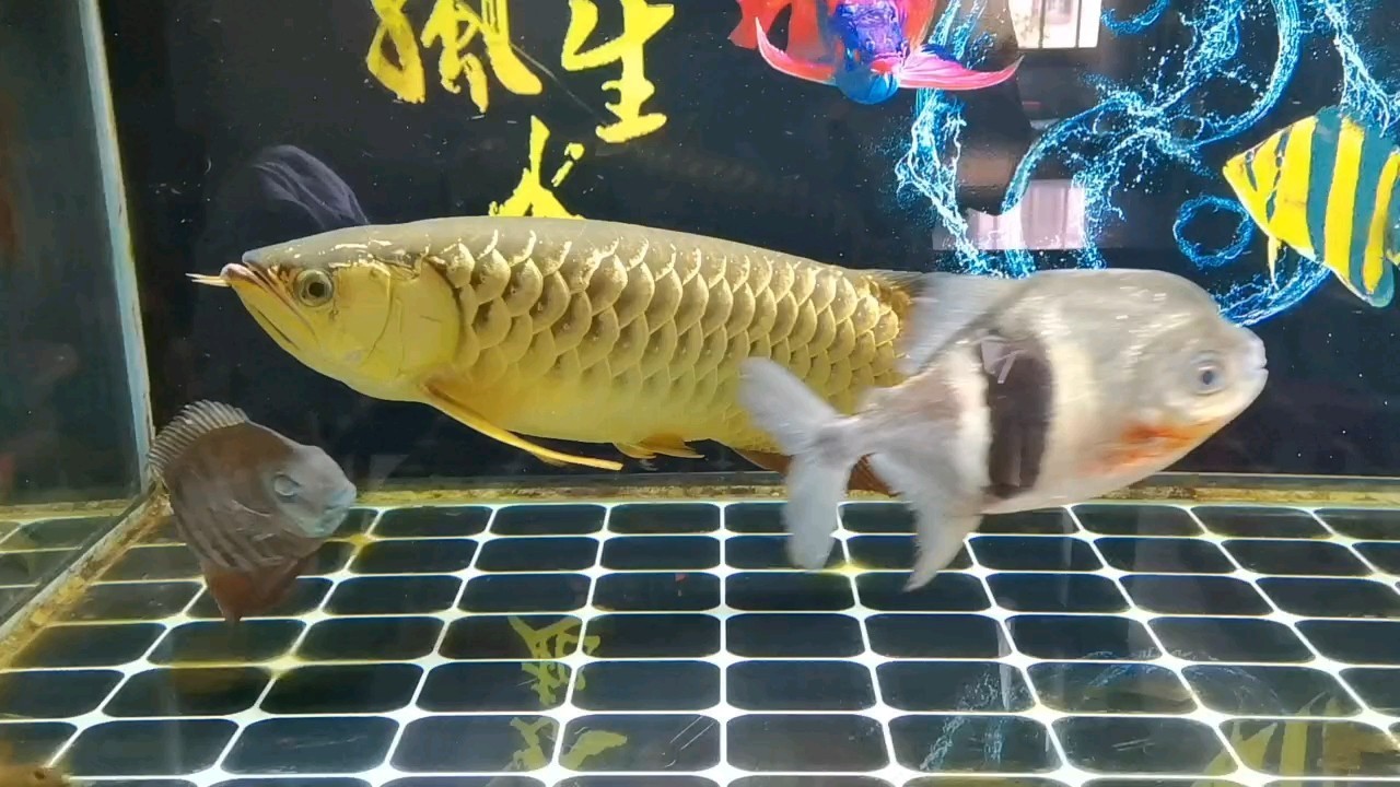 這魚是怎么回事？好像游不起來！