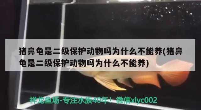 豬鼻龜是二級保護動物嗎為什么不能養(豬鼻龜是二級保護動物嗎為什么不能養) 豬鼻龜是二級保護動物嗎為什么不能養(豬鼻龜是二級保護動物嗎為什么不能養) 豬鼻龜百科