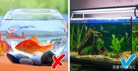 大型魚缸養魚需要用氧氣泡嗎：養魚是否需要氧氣泡取決于多種因素