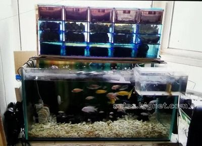 大型魚缸養魚需要用氧氣泡嗎：養魚是否需要氧氣泡取決于多種因素