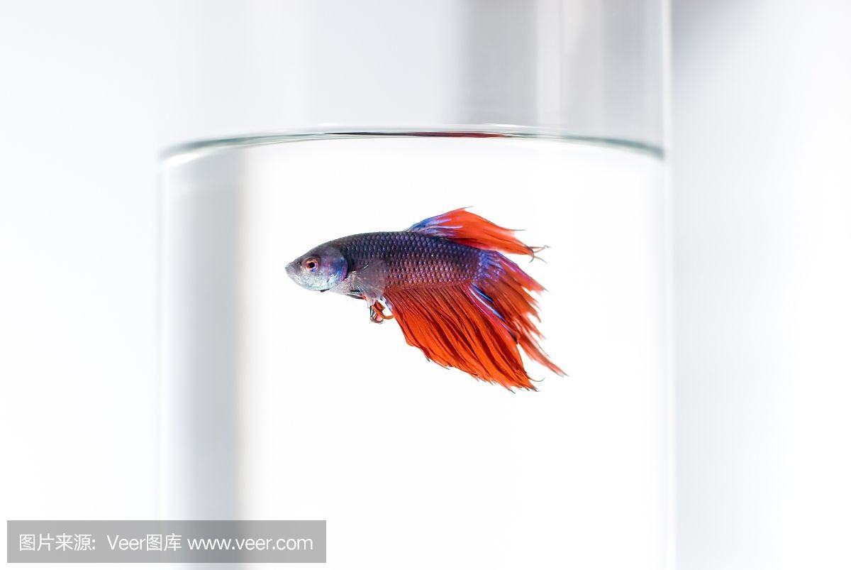 斗魚魚缸背景顏色：斗魚背景色的選擇