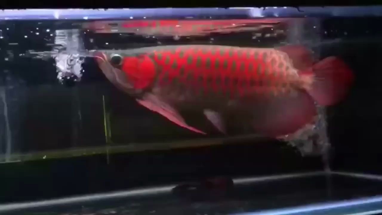 十堰水族館每天瞧一瞧龍魚圈 十堰水族館每天瞧一瞧龍魚圈 紅龍魚百科