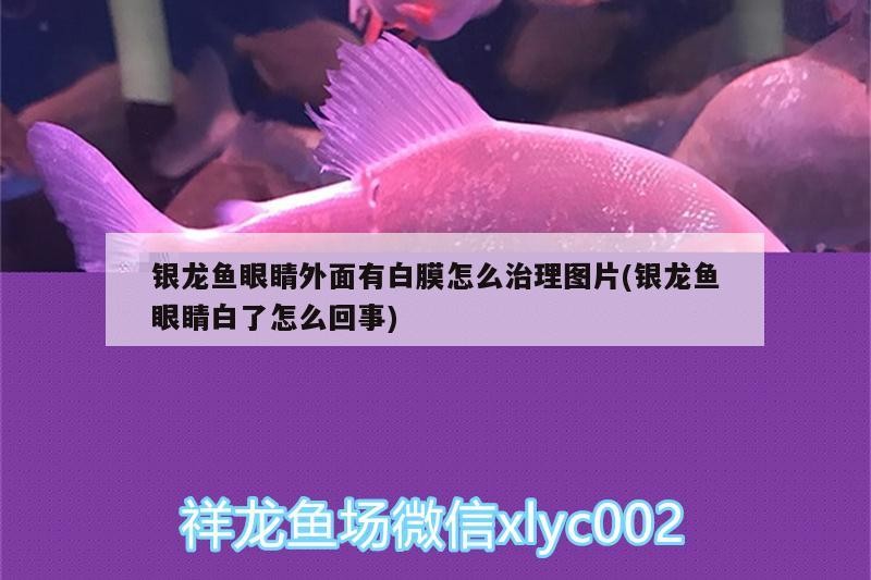 銀龍魚眼睛外面有白膜怎么治理圖片(銀龍魚眼睛白了怎么回事)