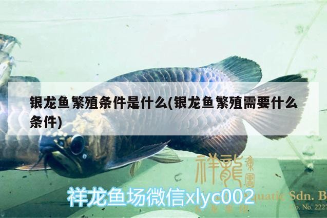 銀龍魚繁殖條件是什么(銀龍魚繁殖需要什么條件) 銀龍魚繁殖條件是什么(銀龍魚繁殖需要什么條件) 銀龍魚百科