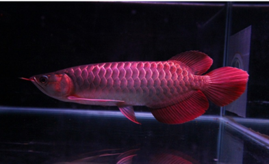 紅龍魚趴缸亂竄 紅龍魚趴缸亂竄 龍魚百科 第1張