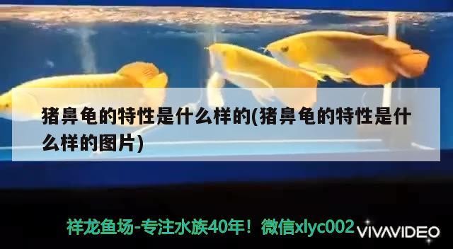 魚缸 豬鼻龜的特性是什么樣的(豬鼻龜的特性是什么樣的圖片) 豬鼻龜百科 豬鼻龜的特性是什么樣的(豬鼻龜的特性是什么樣的圖片) 豬鼻龜的特性是什么樣的(豬鼻龜的特性是什么樣的圖片) 豬鼻龜百科