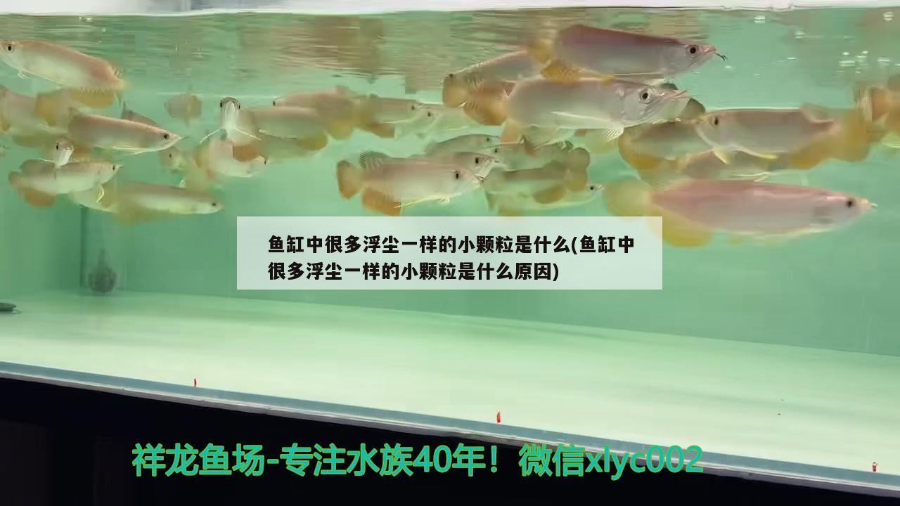 魚(yú)缸用增氧泵價(jià)格是多少:魚(yú)缸增氧機(jī)-xtrac增氧機(jī)-xtrac增氧機(jī) 魚(yú)缸中很多浮塵一樣的小顆粒是什么(魚(yú)缸中很多浮塵一樣的小顆粒是什么原因) 森森魚(yú)缸 魚(yú)缸中很多浮塵一樣的小顆粒是什么(魚(yú)缸中很多浮塵一樣的小顆粒是什么原因) 魚(yú)缸中很多浮塵一樣的小顆粒是什么(魚(yú)缸中很多浮塵一樣的小顆粒是什么原因) 森森魚(yú)缸