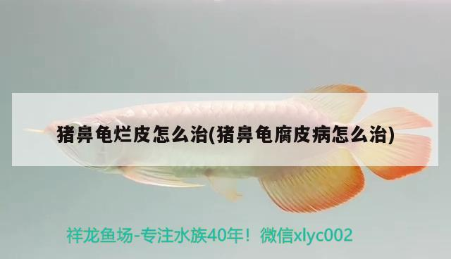 魚(yú)缸過(guò)濾器選購(gòu)指南:自制魚(yú)缸過(guò)濾器魚(yú)缸上置過(guò)濾器對(duì)于養(yǎng)魚(yú)愛(ài)好者的必備知識(shí) 豬鼻龜爛皮怎么治(豬鼻龜腐皮病怎么治) 豬鼻龜百科 豬鼻龜爛皮怎么治(豬鼻龜腐皮病怎么治) 豬鼻龜爛皮怎么治(豬鼻龜腐皮病怎么治) 豬鼻龜百科