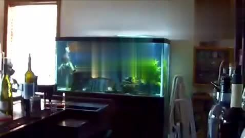 阿勒泰市松寶水族館（阿勒泰市松寶水族館電話） 阿勒泰市松寶水族館（阿勒泰市松寶水族館電話） 全國水族館企業名錄 第1張