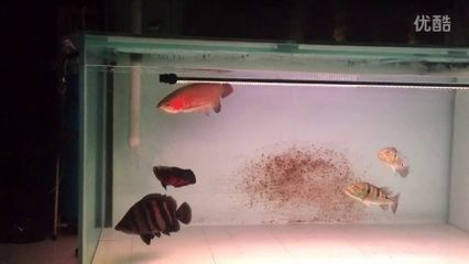 紅龍魚白缸飼養怎么樣才能養活 紅龍魚白缸飼養怎么樣才能養活 龍魚百科 第1張