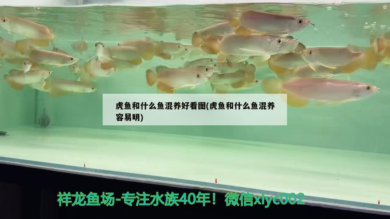 虎魚和什么魚混養好看圖(虎魚和什么魚混養容易明)