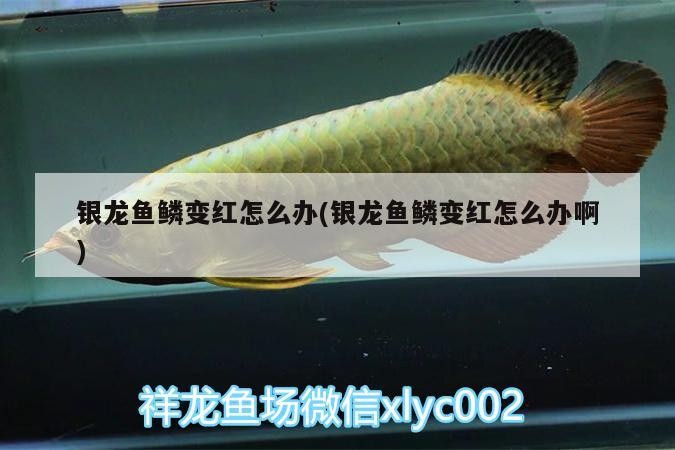 銀龍魚鱗變紅怎么辦(銀龍魚鱗變紅怎么辦啊) 銀龍魚鱗變紅怎么辦(銀龍魚鱗變紅怎么辦啊) 銀龍魚百科