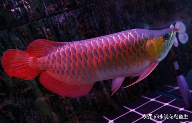 紅龍魚品牌排行第幾位：十大紅龍魚品牌排行榜，京東自營紅龍魚飼料品牌排行榜 紅龍魚品牌排行第幾位：十大紅龍魚品牌排行榜，京東自營紅龍魚飼料品牌排行榜 紅龍魚百科 第4張