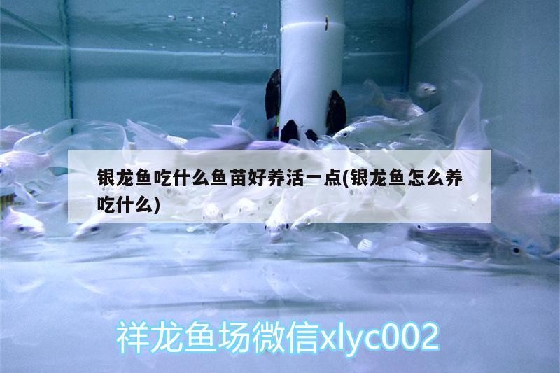 銀龍魚吃什么魚苗好養活一點(銀龍魚怎么養吃什么)