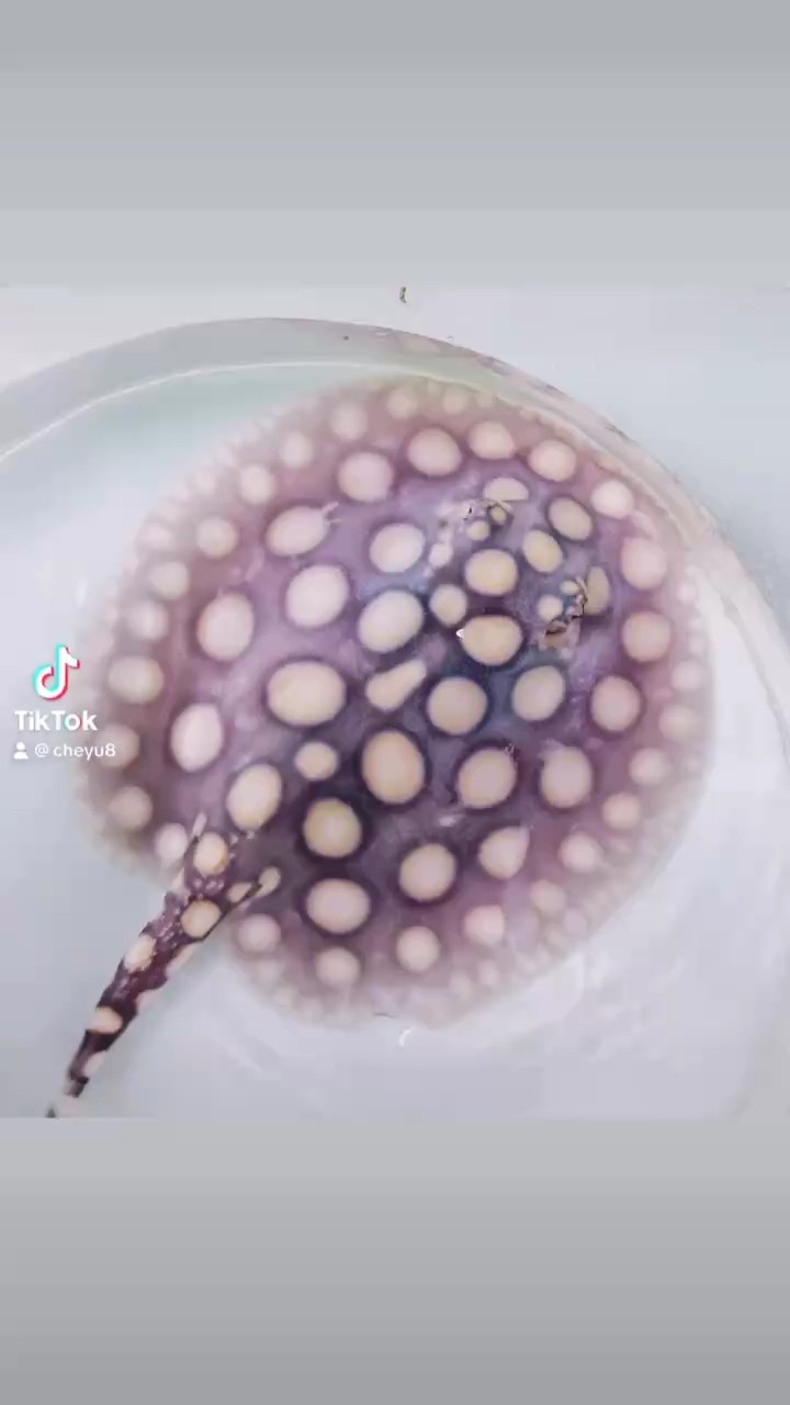 精品皇冠母魚