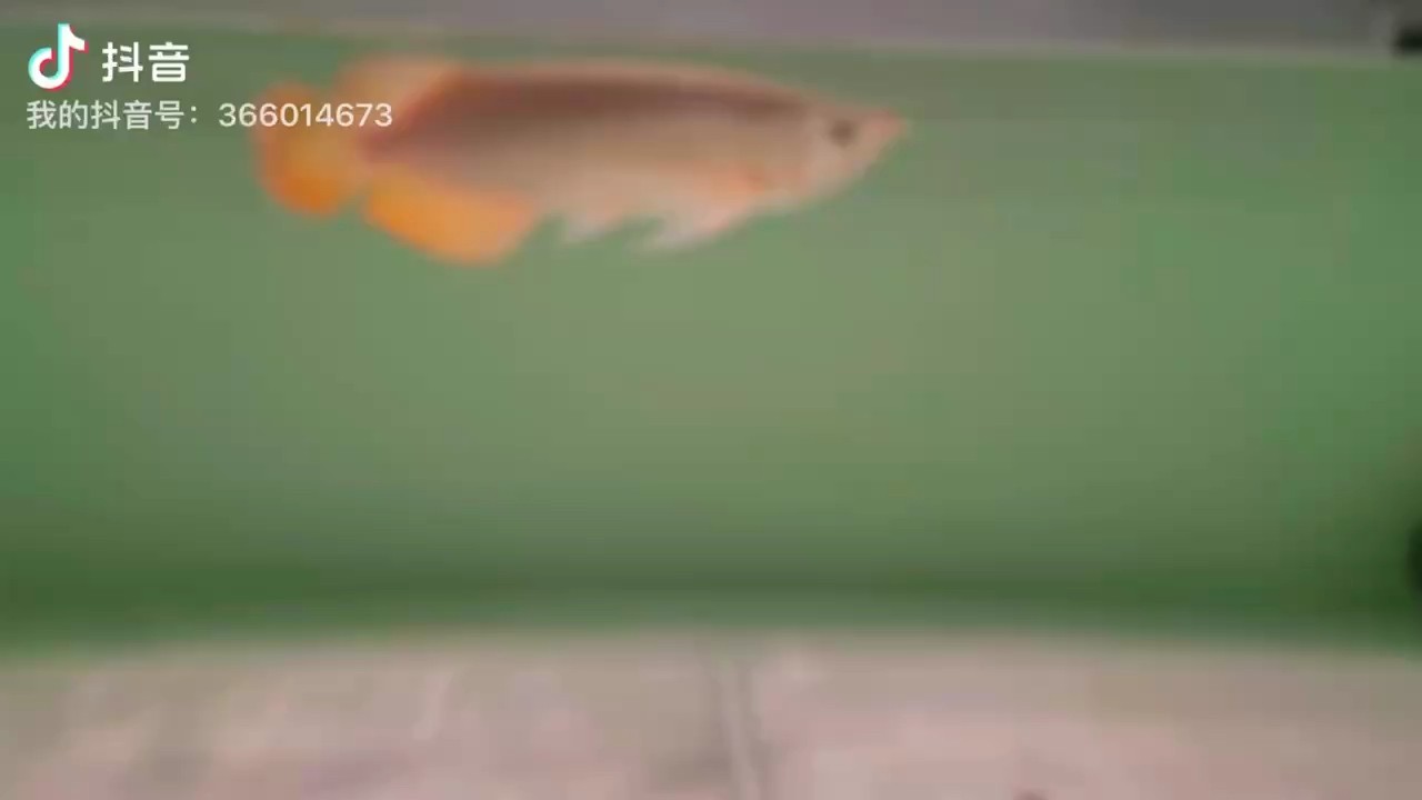 印尼紅龍 超血