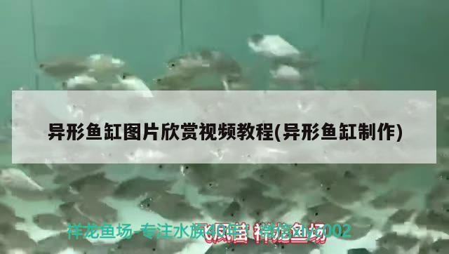 異形魚缸圖片欣賞視頻教程(異形魚缸制作)