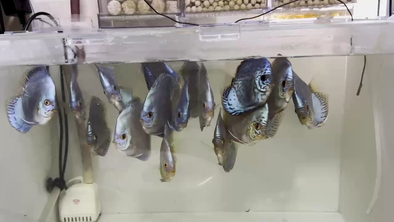 七彩立蛋老虎狗
