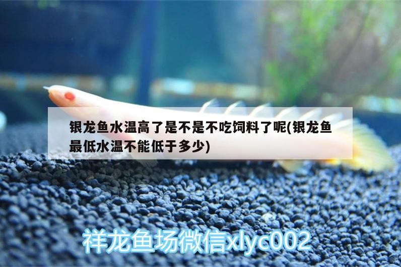 銀龍魚水溫高了是不是不吃飼料了呢(銀龍魚最低水溫不能低于多少)