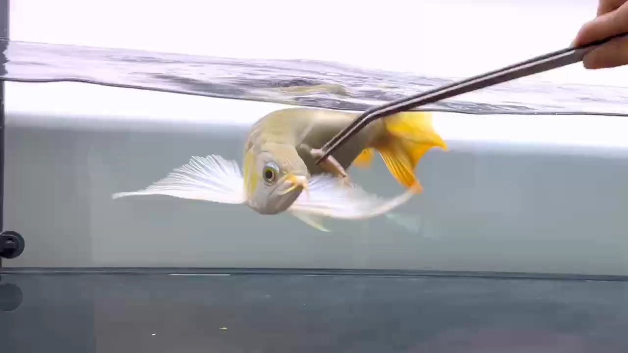 千尋龍魚真好 千尋龍魚真好 龍魚論壇