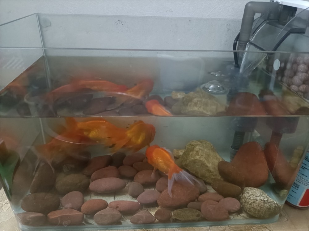 養魚的第二天