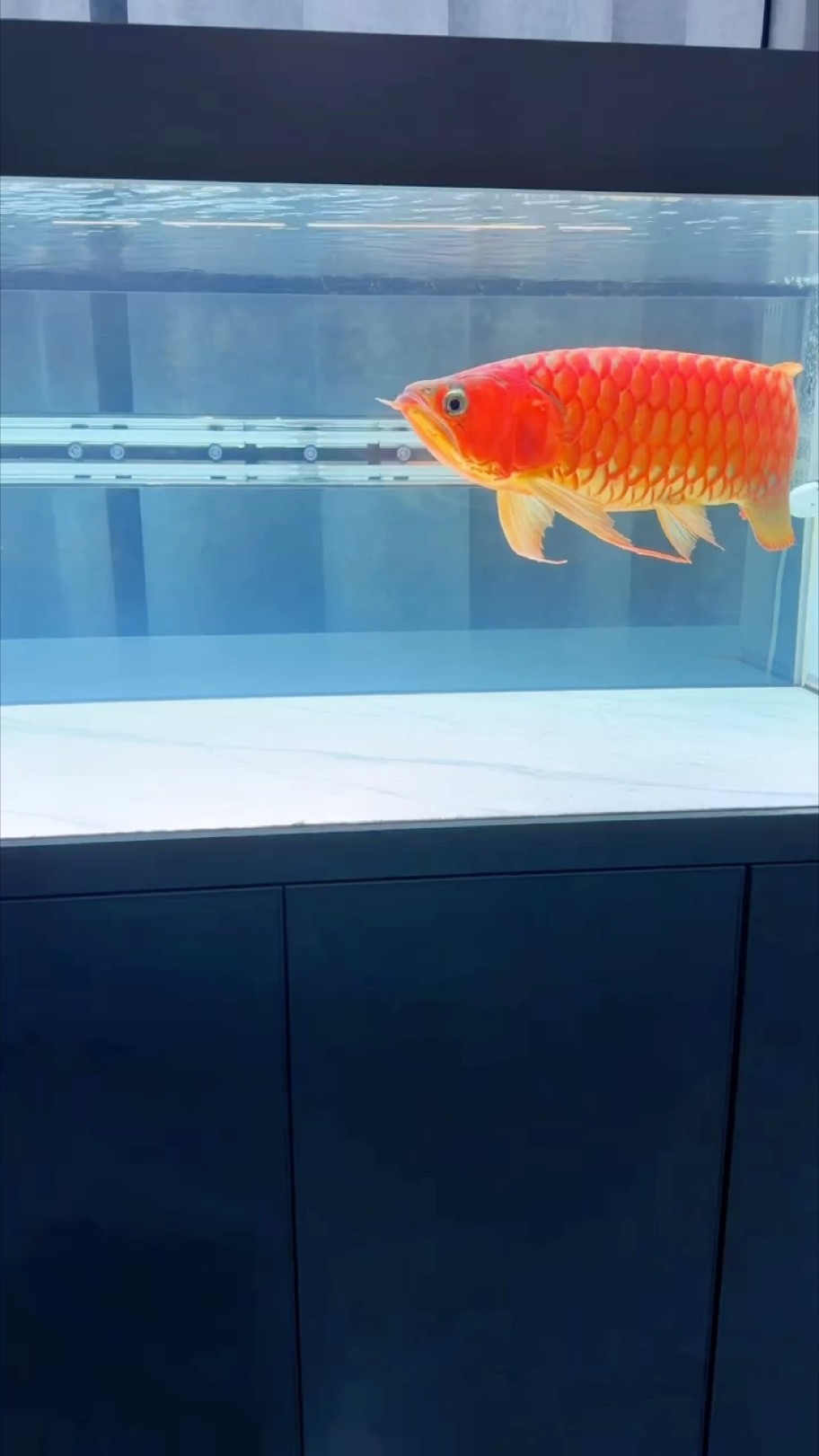最近有點胖了 最近有點胖了 龍魚論壇