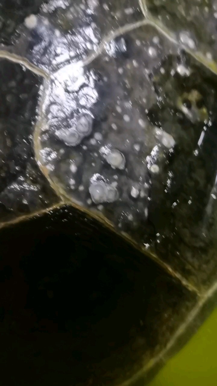 龜龜生病了