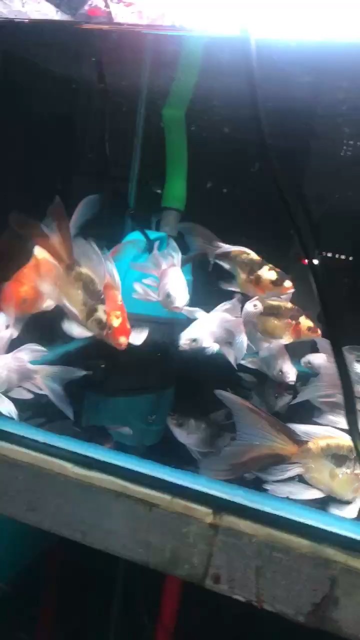 蝴蝶鯉，橘色瑪雅，白蝴蝶 蝴蝶鯉，橘色瑪雅，白蝴蝶 龍魚論壇