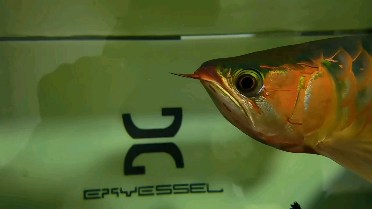 我的虎魚真菌感染了要怎么處理 這算鯊魚嘴吧?將近50厘米,3k入手 龍魚論壇 這算鯊魚嘴吧?將近50厘米,3k入手 這算鯊魚嘴吧?將近50厘米,3k入手 龍魚論壇