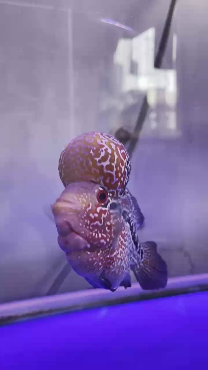 看著看著就長大了 看著看著就長大了 龍魚論壇