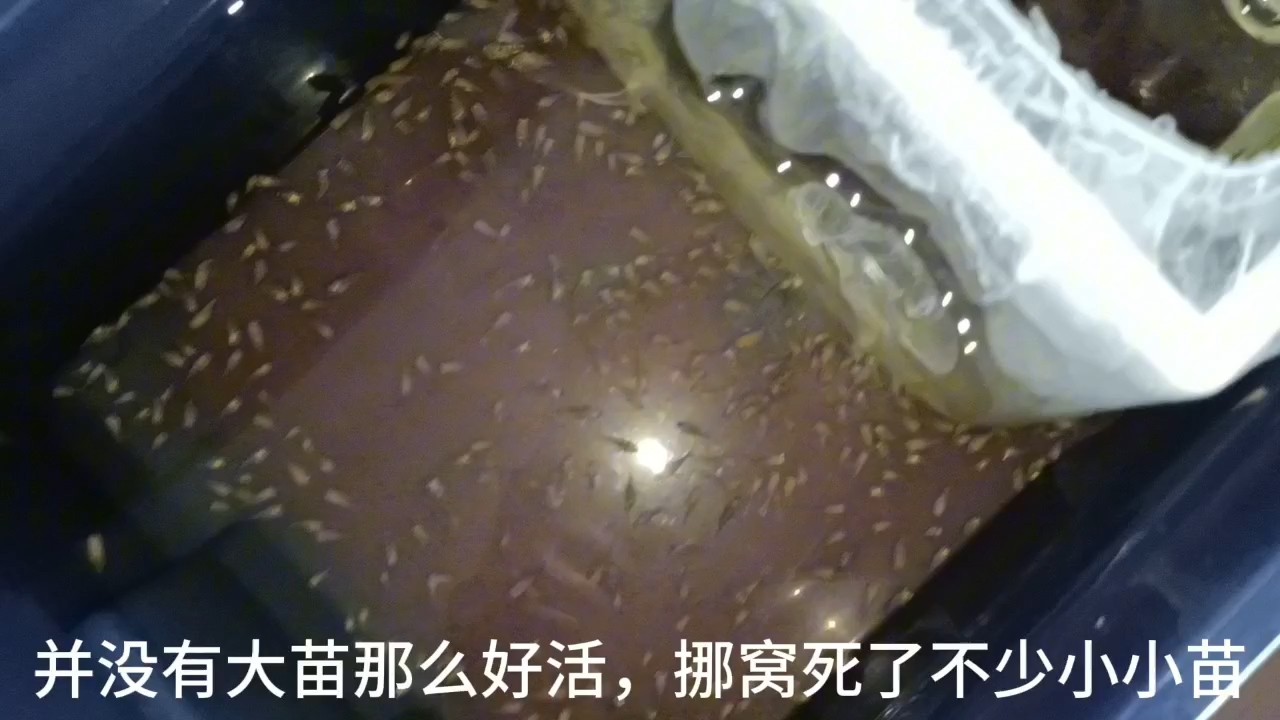 鸚鵡魚又產卵了，蝶翼斑馬苗換大盆開口