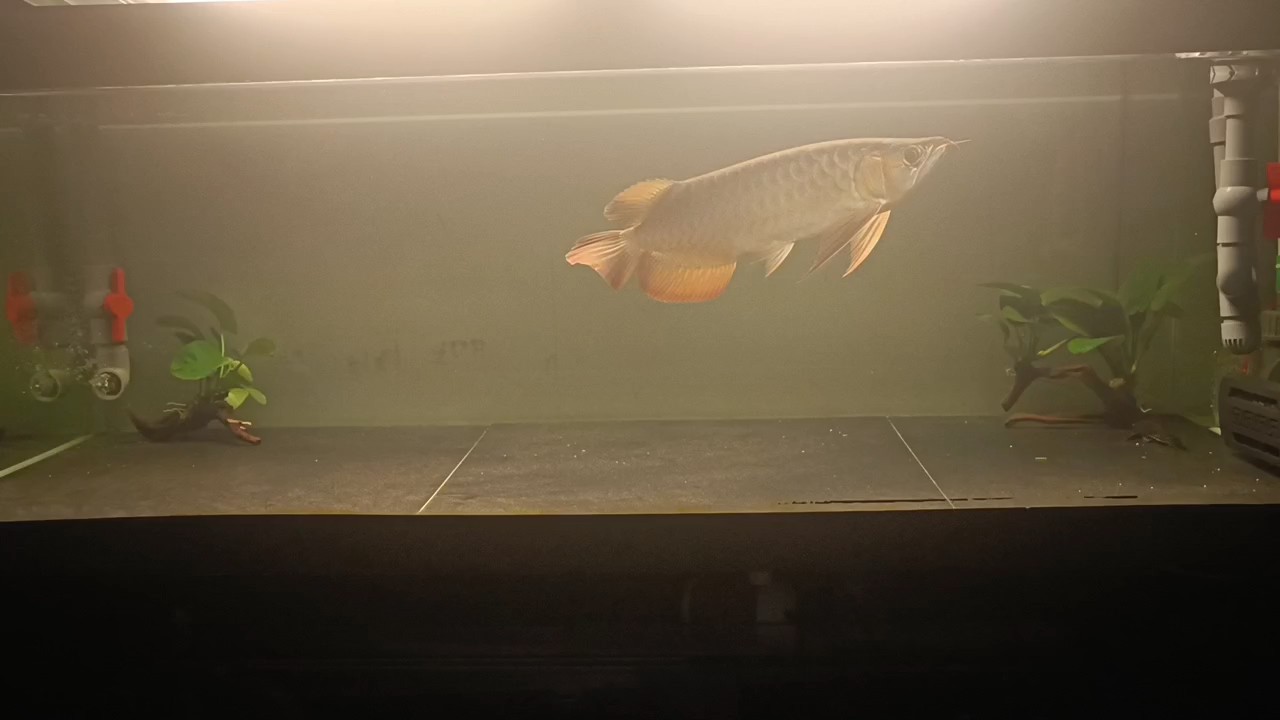 魚缸用增氧泵價格是多少:魚缸增氧機-xtrac增氧機-xtrac增氧機 簡單吃點 龍魚論壇 簡單吃點 簡單吃點 龍魚論壇