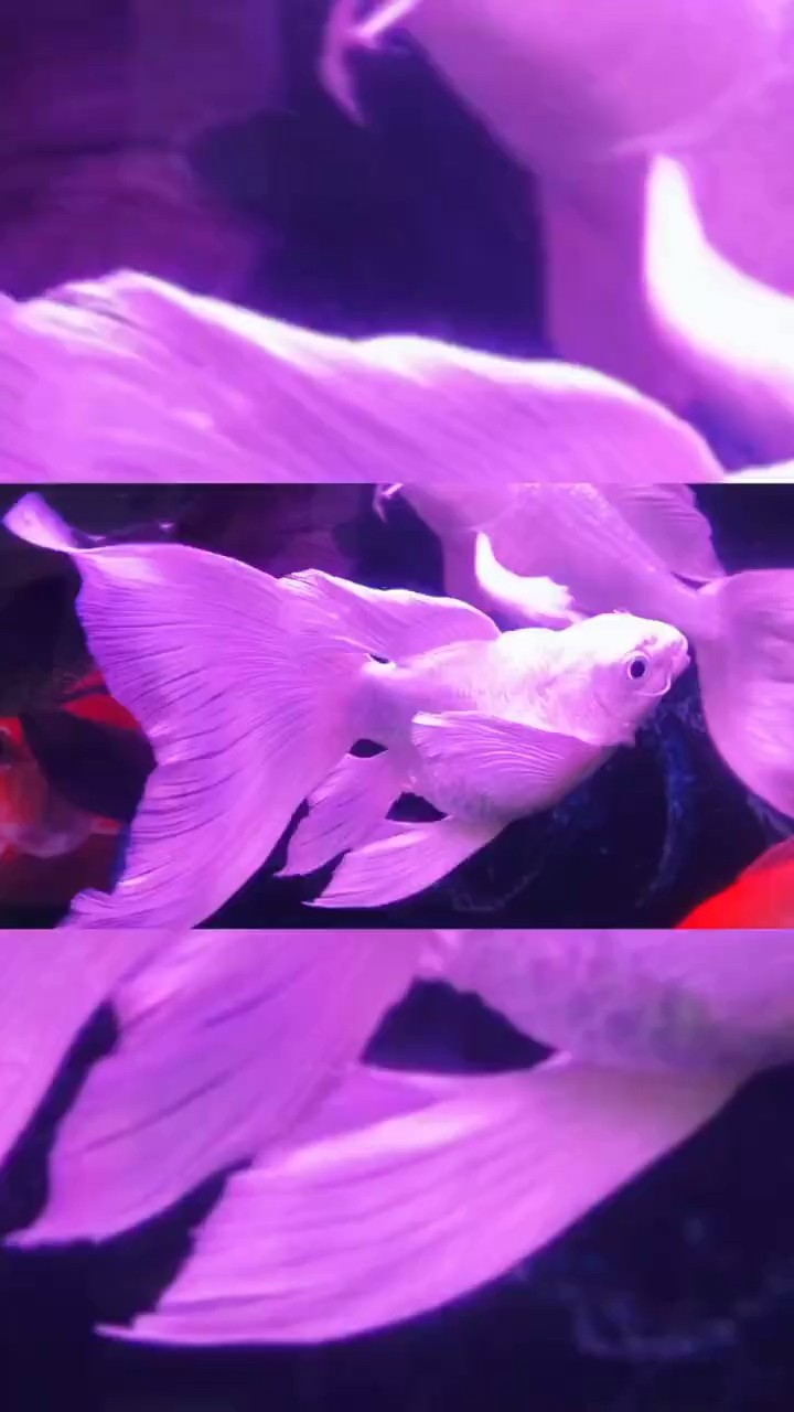 蝴蝶鯉混養 蝴蝶鯉混養 龍魚論壇