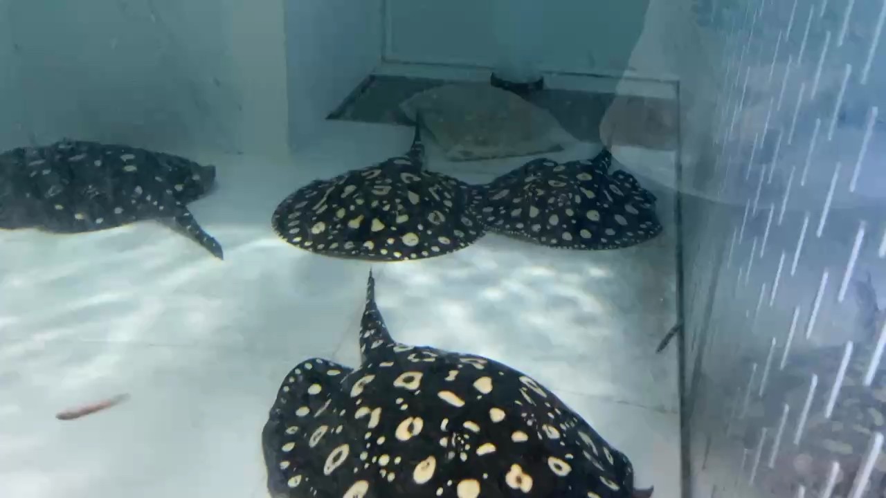 魚多品好