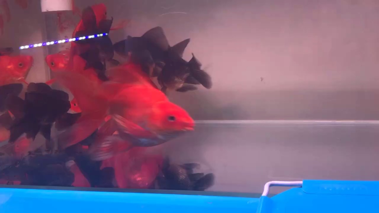 蝴蝶鯉，紅蝴蝶，墨蝶 蝴蝶鯉，紅蝴蝶，墨蝶 龍魚論壇