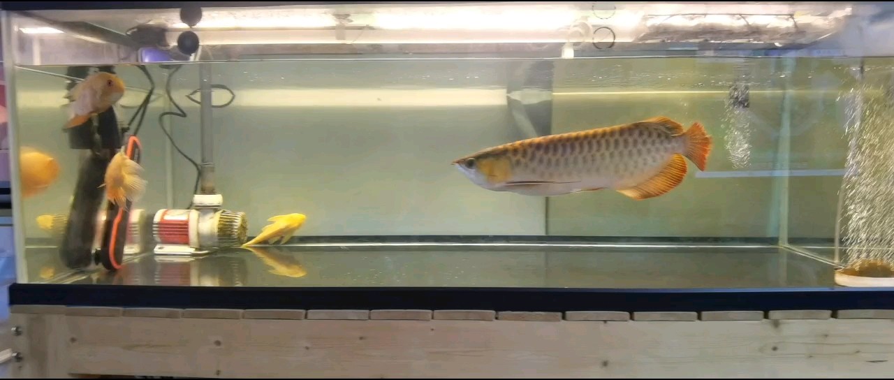 2年半，嘴巴越來越兜，規律喂養換水都無法解決，只能靜待成長。