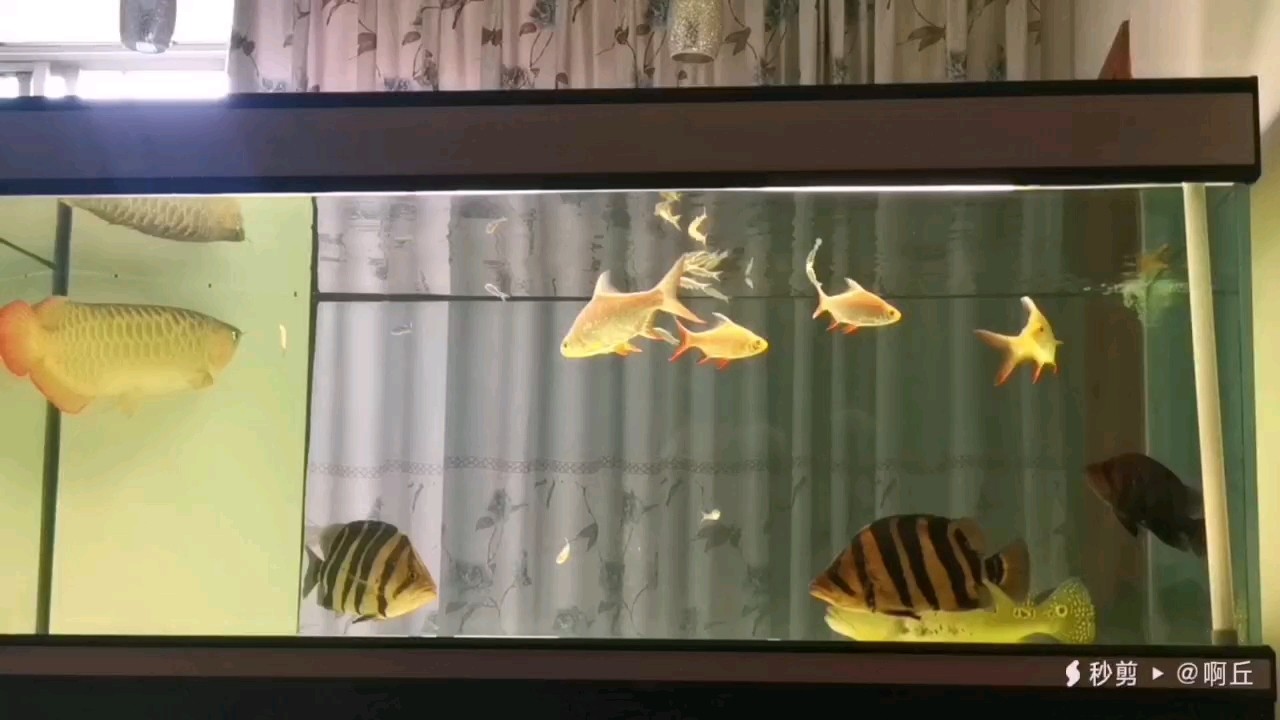 日常換水！