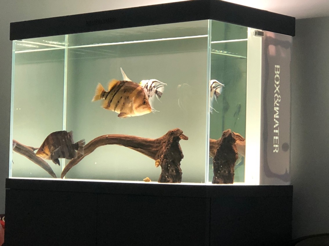 虎魚 虎魚 龍魚論壇 第1張