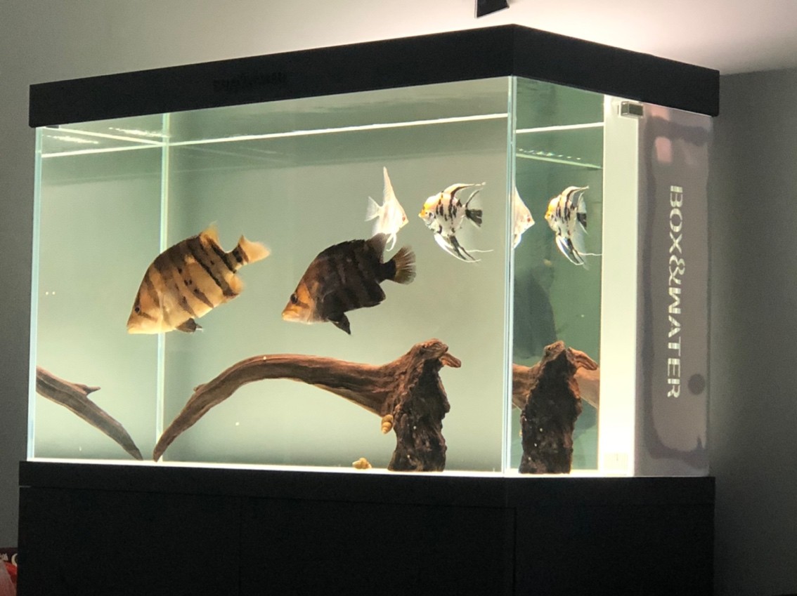虎魚 虎魚 龍魚論壇 第2張