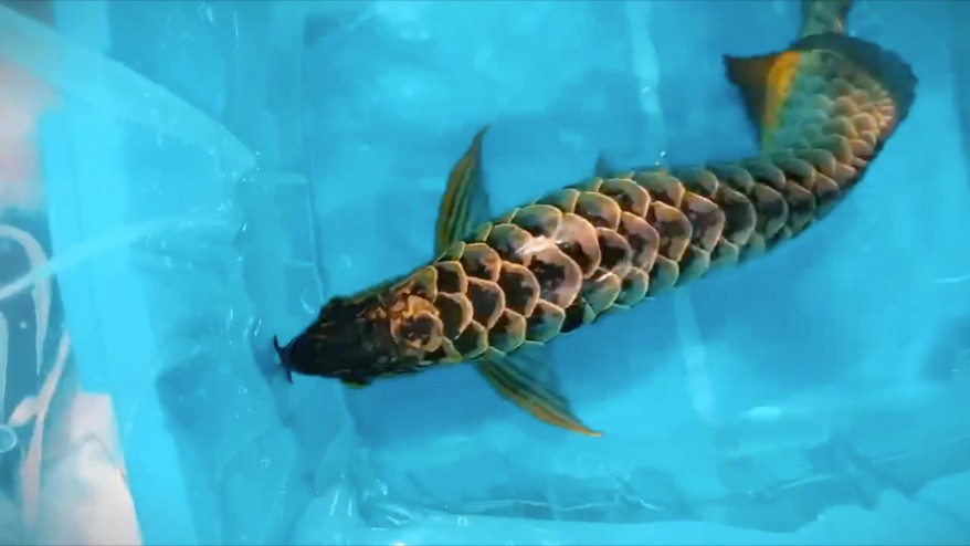 裝出一條金龍 裝出一條金龍 龍魚論壇