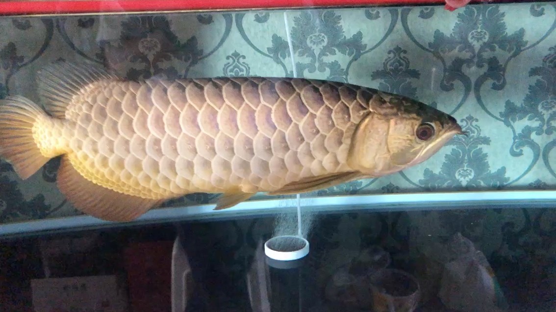 轉出一條金龍