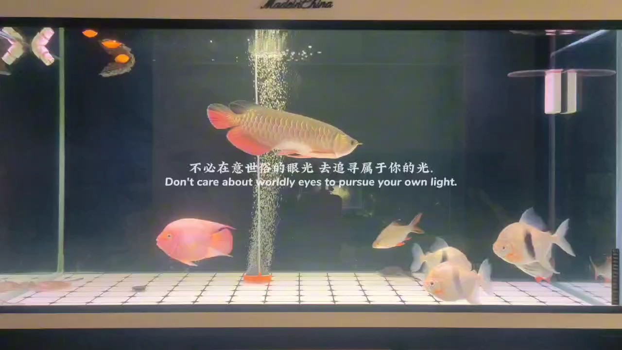 小金龍成長記第 219