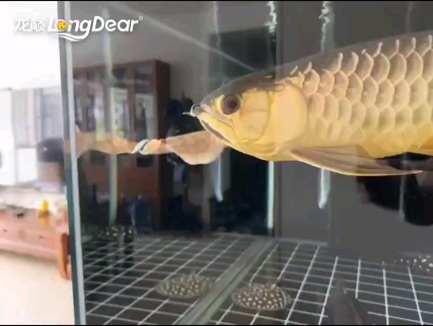 轉發185 轉發185 龍魚論壇