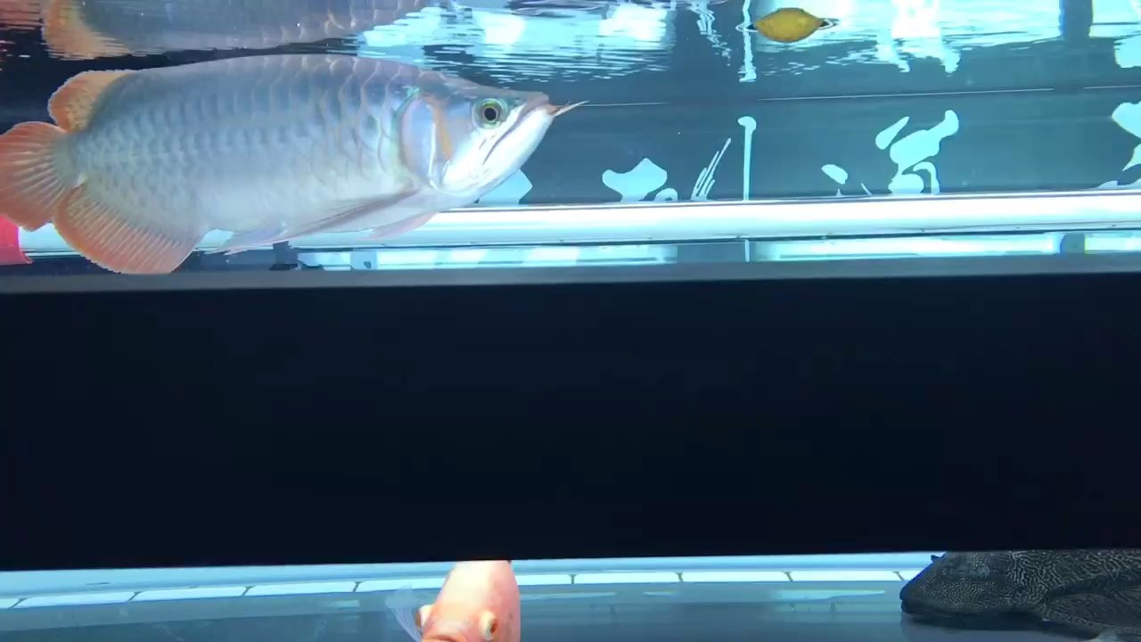 一早開燈 一早開燈 龍魚論壇