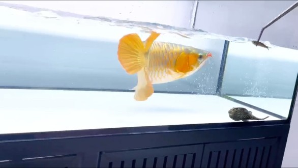 脾氣很暴躁