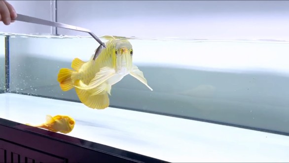 狀態(tài)嘎嘎牛 狀態(tài)嘎嘎牛 龍魚論壇