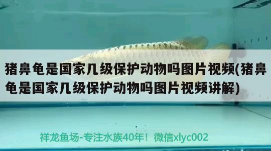 豬鼻龜是國家幾級保護動物嗎圖片視頻(豬鼻龜是國家幾級保護動物嗎圖片視頻講解)