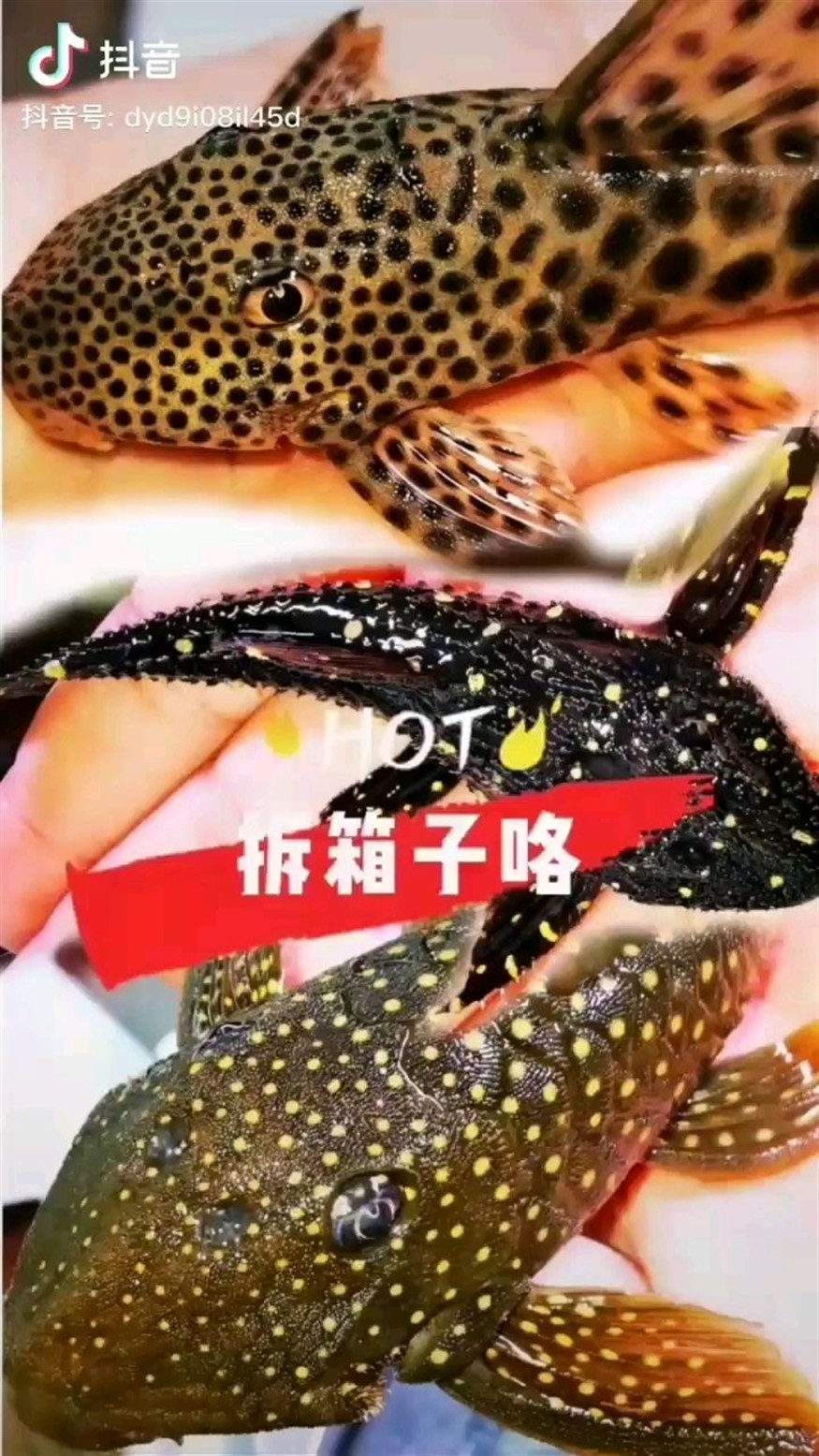 再來看一個 再來看一個 紅龍魚百科 第2張