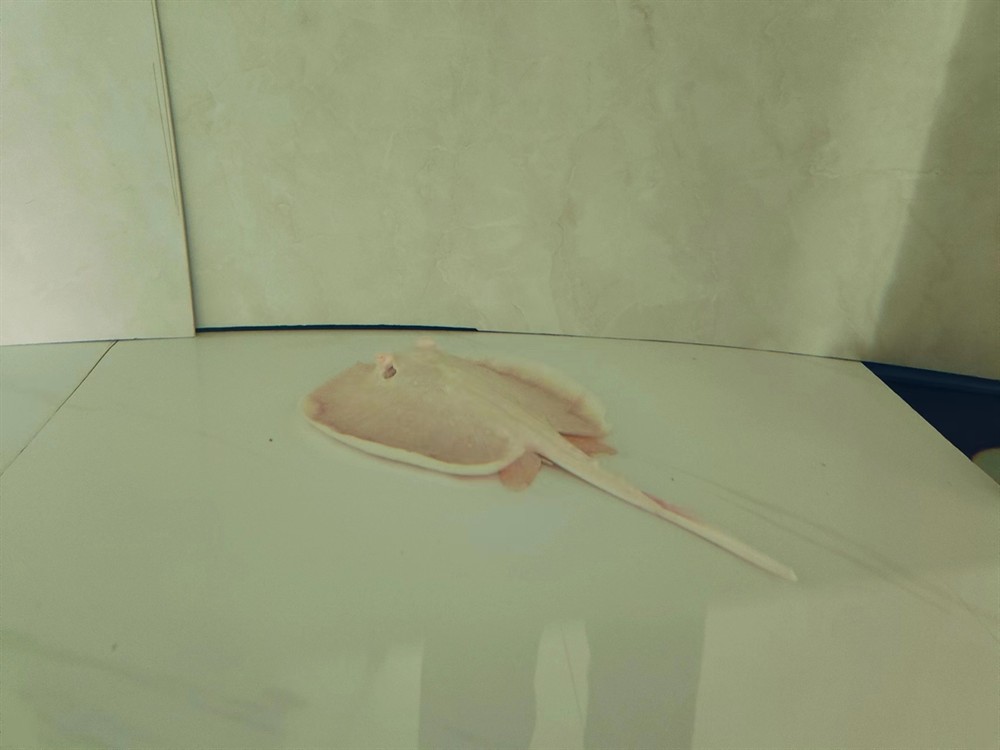 魚缸過濾器選購指南:自制魚缸過濾器魚缸上置過濾器對于養魚愛好者的必備知識 魟魚卷邊。 龍魚論壇 魟魚卷邊。 魟魚卷邊。 龍魚論壇