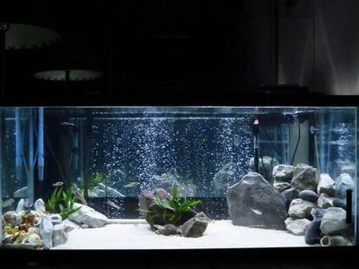 徹底清洗魚缸重新開缸多久好：如何徹底清洗魚缸？